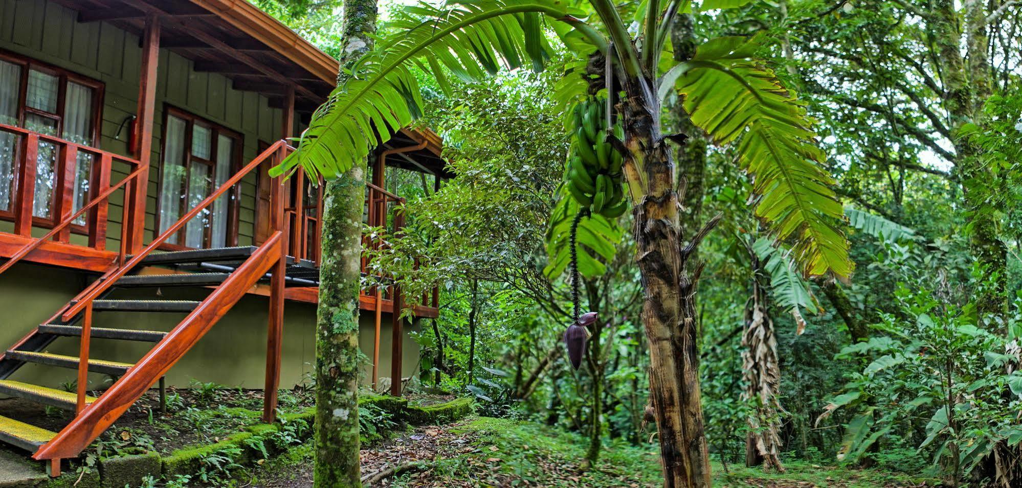 Jaguarundi Jungle - Hotel