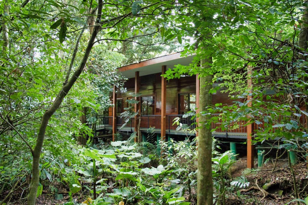 Hotel Jaguarundi Jungle -